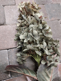 Hortensia Plume groen > lengte 80 cm