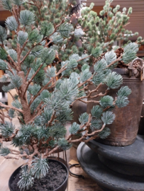 X-Tree Larix grey Green M > h 120 cm