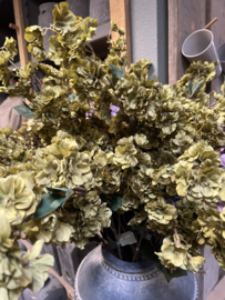 Prunus  Sakura Green 100 cm