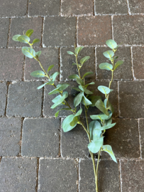 Eucalyptus tak ( close-to-real ) > 75 cm