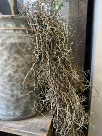 Hanging Tillandsia Brown 120 cm