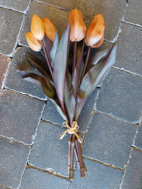 Tulpen Terra kort 28 cm > 5 st