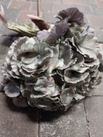Hortensia oudblauw/grijs > 70 cm