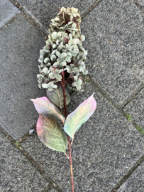 Hortensia " Plume " green > 80 cm
