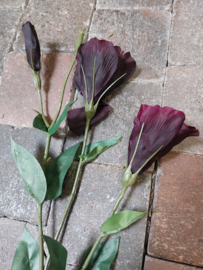 Eustoma, aubergine > lengte 83 cm