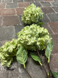 Viburnum ( sneeuwbal ) Opulus light green 120 cm