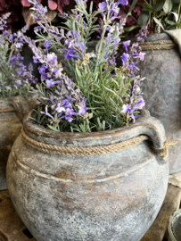 Lavendel plant in stenen pot grey h 45 cm x Ø 20 cm