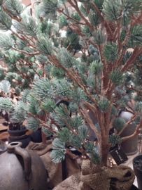 X-Tree Larix grey Green M > h 120 cm
