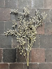 "Dadeltak" in naturel kleur > 63 cm