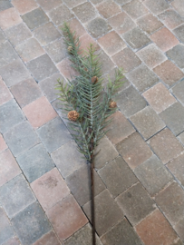 Pinus tak groen met dennenappeltjes > 100 cm