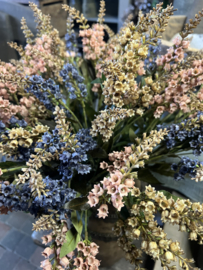 Pieris Spring 3 assorti  > 55 cm Brynxz/Sylxz