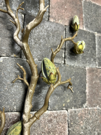 Magnolia in knop > green