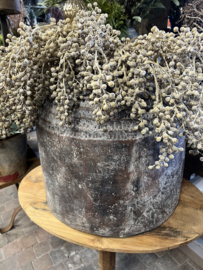 "Dadeltak" in naturel kleur > 63 cm