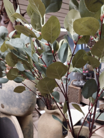 Eucalyptus tak 90 cm