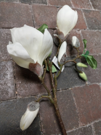 Magnolia(tak)  wit/creme  > 66 cm