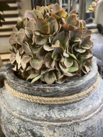 Eucalyptus-bol  20 cm