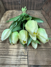 Tulpen bos/7  cream-zachtgeel > 30 cm