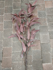 Eucalyptus "  Burgundy " Large> lengte 115 cm