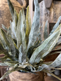 Bush Dearhorn Fem Grey 40 cm