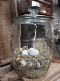 Glaspot met deksel > XL > h33 x 25 cm