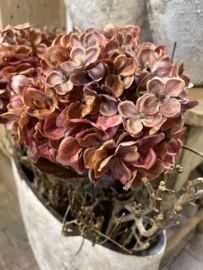 Hortensia pink 70 cm