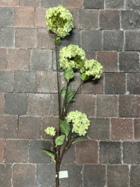 Viburnum ( sneeuwbal ) Opulus light green 105 cm
