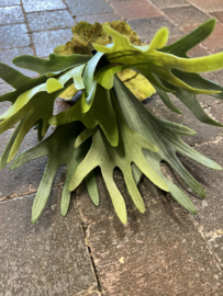 Hertshoorn >lengte 30 cm