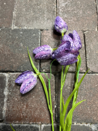 Fritillary ( kievitsbloem ) Flower Purple > 58 cm