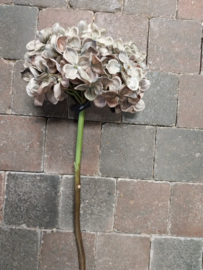 Hortensia ( zonder blad ) blauw-groen 50cm