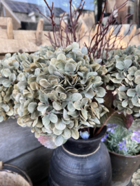 Hortensia met blad > groen > 70 cm