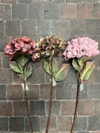 SYLXZ Hortensia  / Hydrangea 65 cm  >  Pink