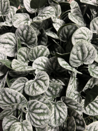 Bush Saintpaulia dark green 35 cm