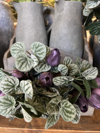 Bush Saintpaulia dark green 35 cm