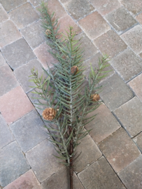 Pinus tak groen met dennenappeltjes > 100 cm