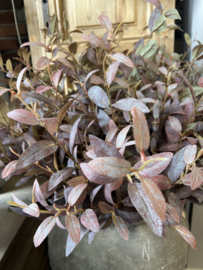 Salix Green/Purple > 202 cm