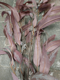 Eucalyptus "  Burgundy " Large> lengte 115 cm
