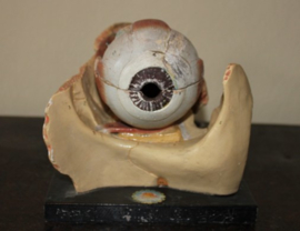 Antiek anatomisch model oog (van gips)