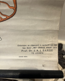 Zeldzame Antieke Anatomische Schoolplaat – Plaat VI door Barge (ca. 1920)
