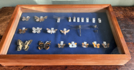 Prachtige Antieke Vitrinekast met Handgeprepareerde Vlindercollectie