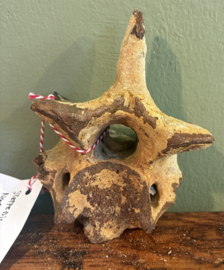 Taxidermie en Geweien