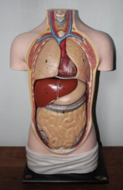 Anatomische Menselijke Torso vervaardigd uit gips