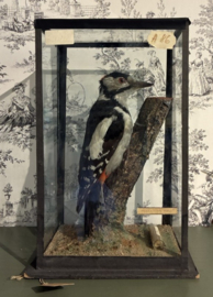 Opgezette Grote Bonte Specht in glazen vitrine