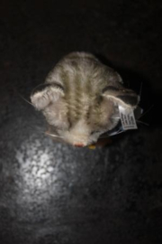 Steiff poes, genaamd “Susi”