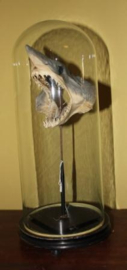 Opgezette Haaien kop op standaard onder een glazen Stolp