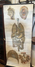 Zeldzame Antieke Anatomische Schoolplaat – Plaat VI door Barge (ca. 1920)