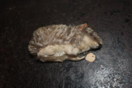 Steiff molletje