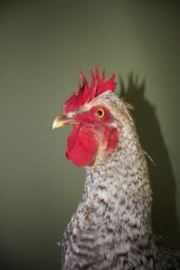 Mooie opgezette Koekoek Haan