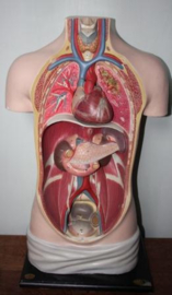 Anatomie Menselijk Torso vervaardigd uit gips