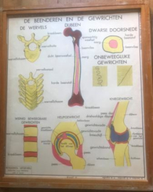 Houten wisselkader met afbeeldingen van ons lichaam