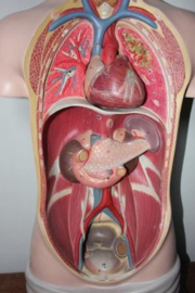 Anatomische Menselijke Torso vervaardigd uit gips
